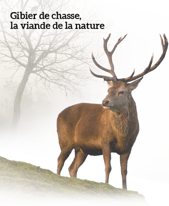 gibier de chasse, la viande de la nature