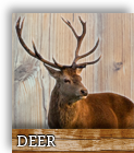 deer slices