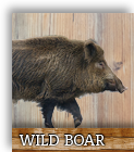 wild boar slices